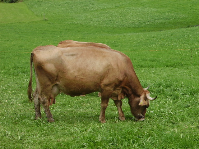 Eine braune Kuh in Allgäu am 15.08.10