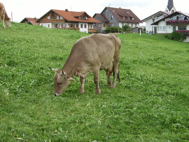 Eine Braune Kuh beim Grasen in Ottacker am 08.08.08