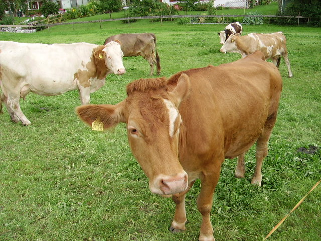 Eine braune Kuh in Ottacker am 05.08.08