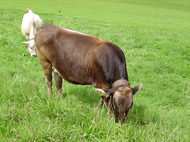 Eine braune Kuh in Ottacker am 15.08.10