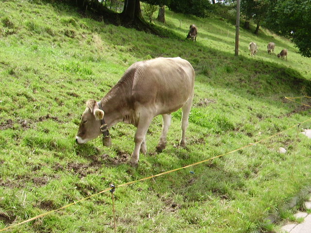 Eine braune Kuh in Ottacker am 15.08.10