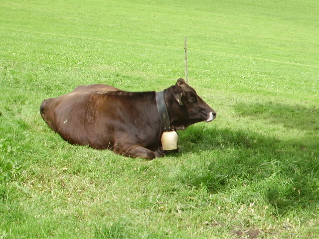 Eine Braunkuh mit Glocke in Ottacker am 15.08.10