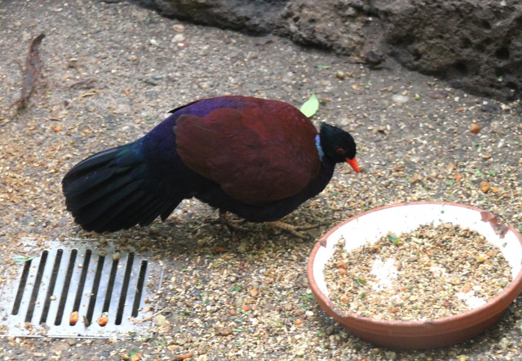 Eine Bronzenacken-Fasantaube (Otidiphaps nobilis nobilis) am 25.2.2010 im Zoo Berlin.
	