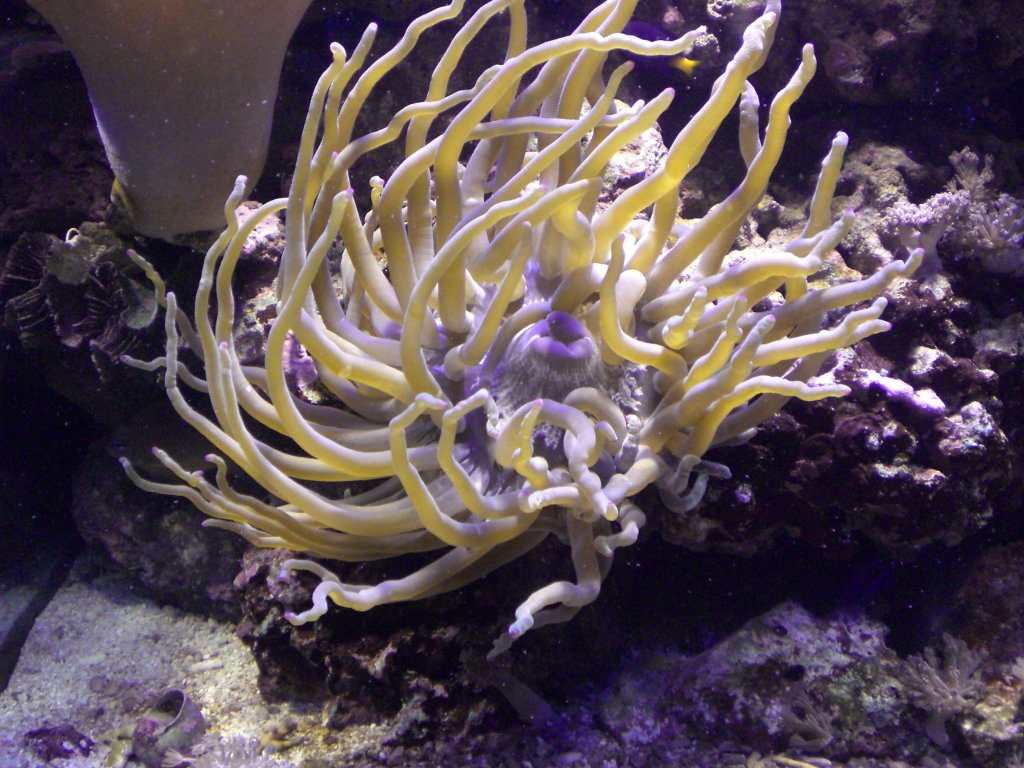 Eine Condylactis gigantea var. - Anemone in meinem Aquarium.
