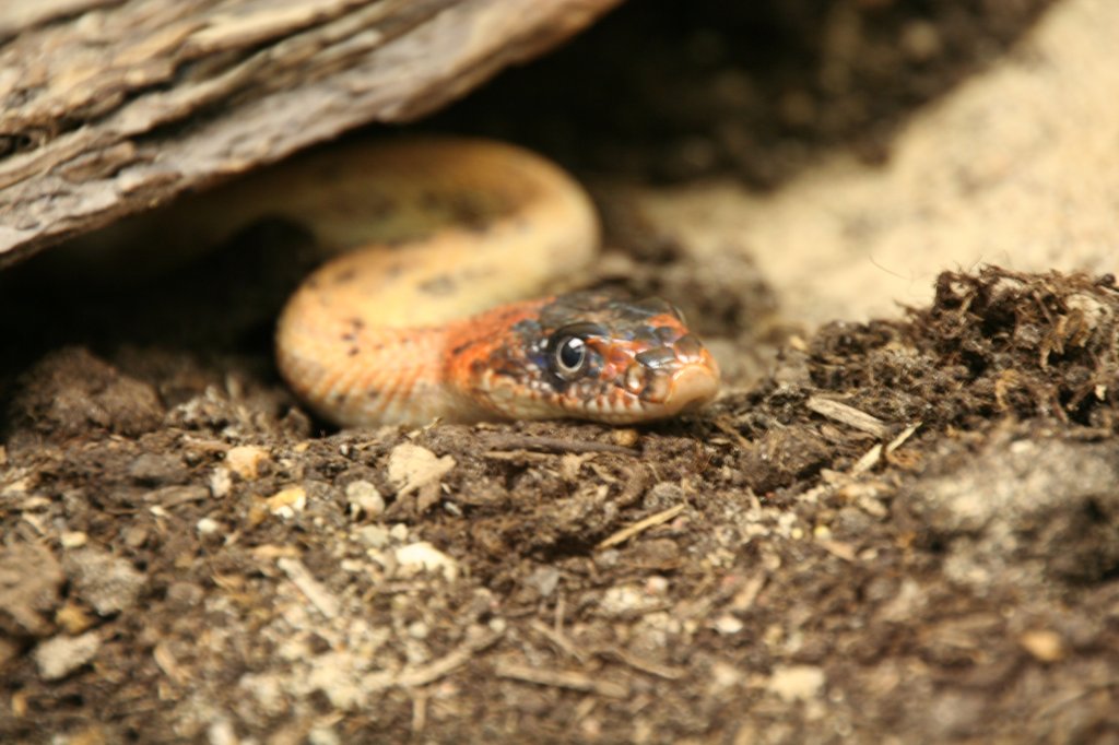 Eine Diademnatter (Spalerosophis diadema) liegt auf Lauer. Tierpark Berlin am 13.12.2009.