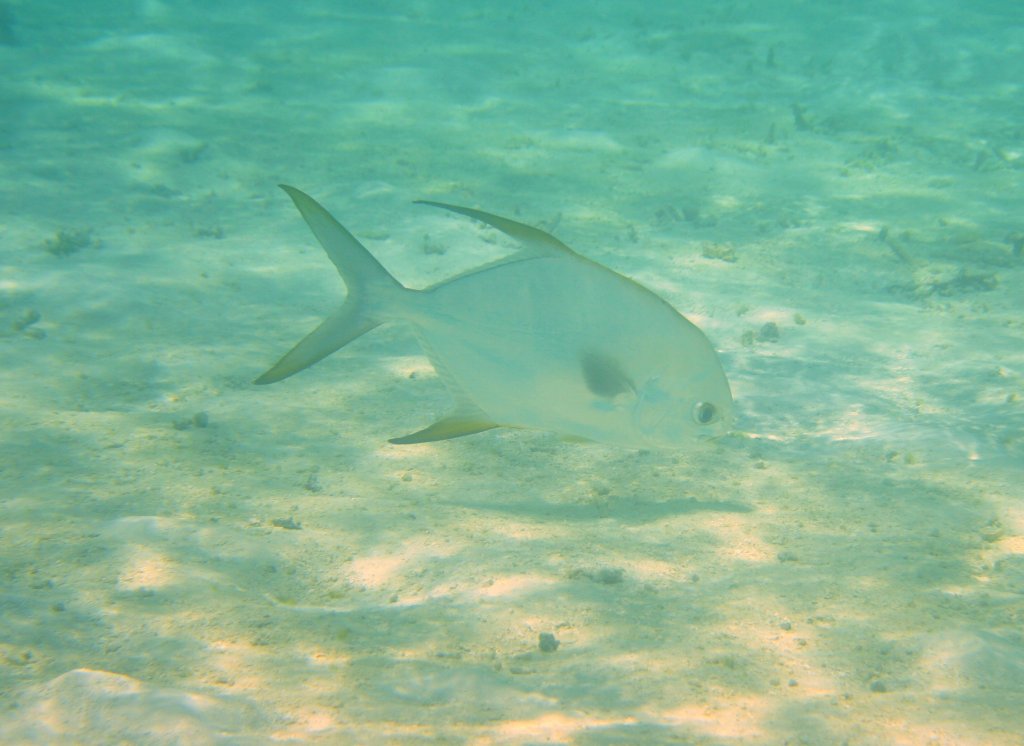 Eine Dreipunkt-Langflossen-Stachelmakrele (Trachinotus bailloni) durchstreift den Strand. Ari-Atoll, Malediven.
