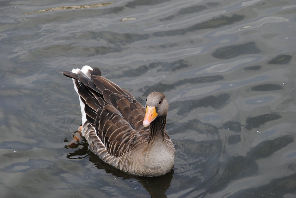 Eine Ente auf der Alster im Hamburg, am 01.08.2010