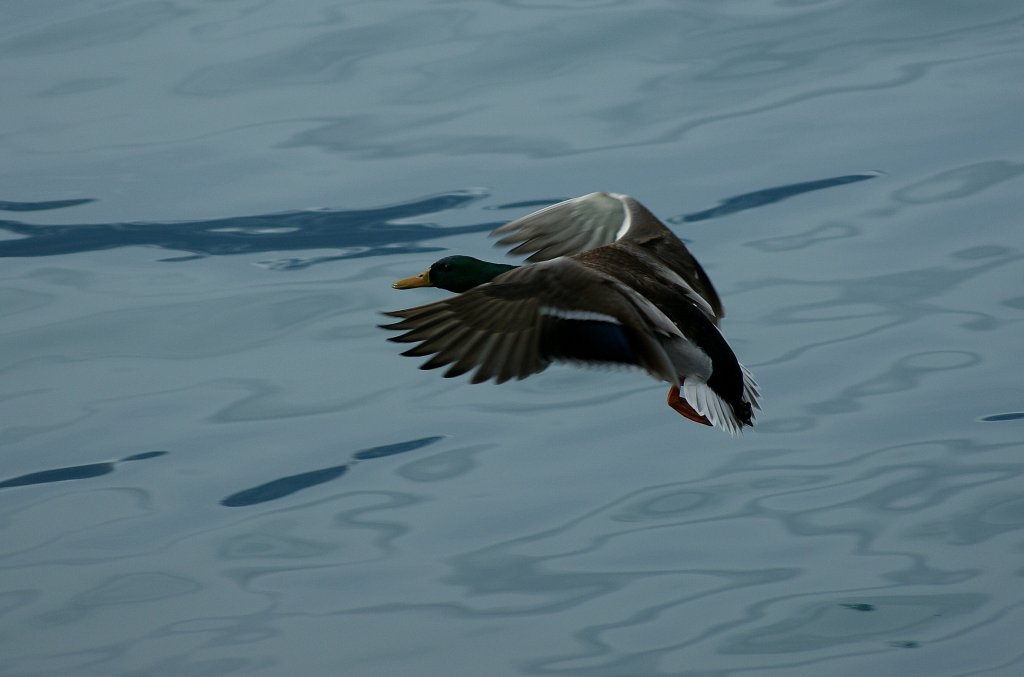 Eine Ente im Landeanflug.
(25.02.2010)