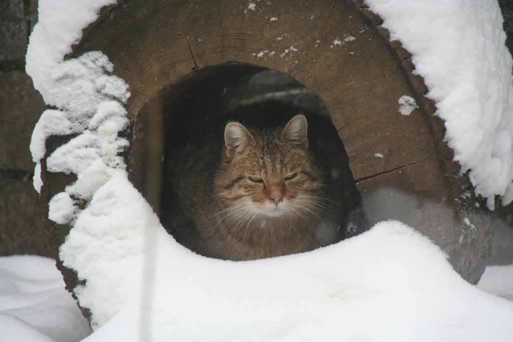 Eine Europische Wildkatze (Felis silvestris silvestris) schaut aus einem Baumstamm heraus. Tierpark Berlin am 9.1.2010.
 
 
