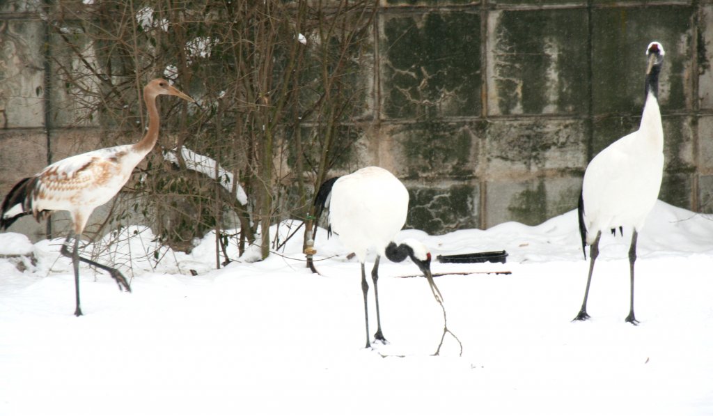 Eine Familie Mandschurenkraniche (Grus japonensis) am 9.1.2010 im Tierpark Berlin.
