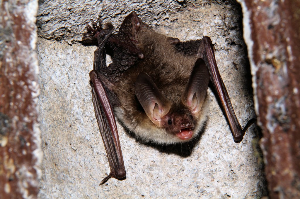 Eine Fledermaus(Glattnasen)am 15.9.2011 in einem alten Vogelnistkasten.