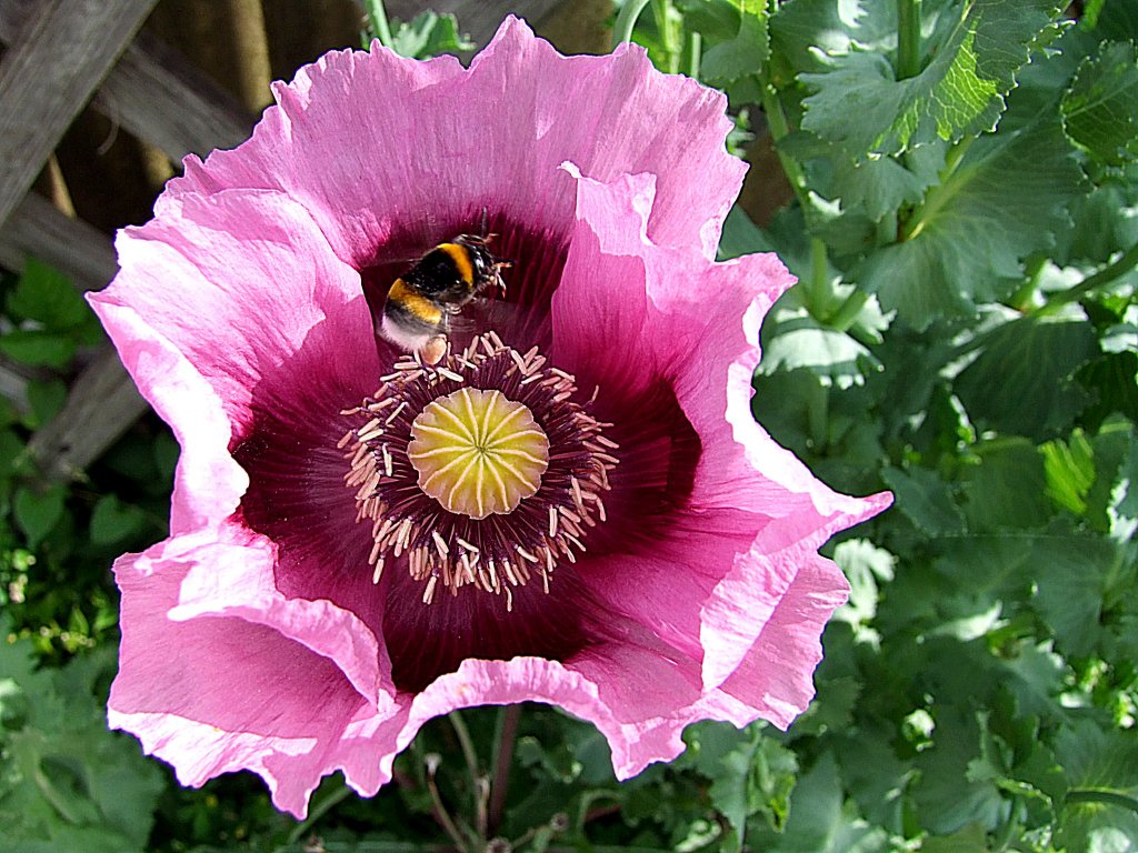 Eine fleissige Hummel stattet einer Ziermohnblte einen Besuch ab;110605