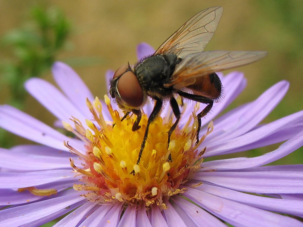 Eine Fliege - aber was fr eine? - auf einer Herbstblume (IMG_1288)