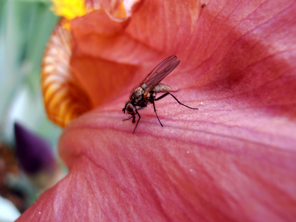 Eine Fliege auf einer Blume. Foto 27.05.2012