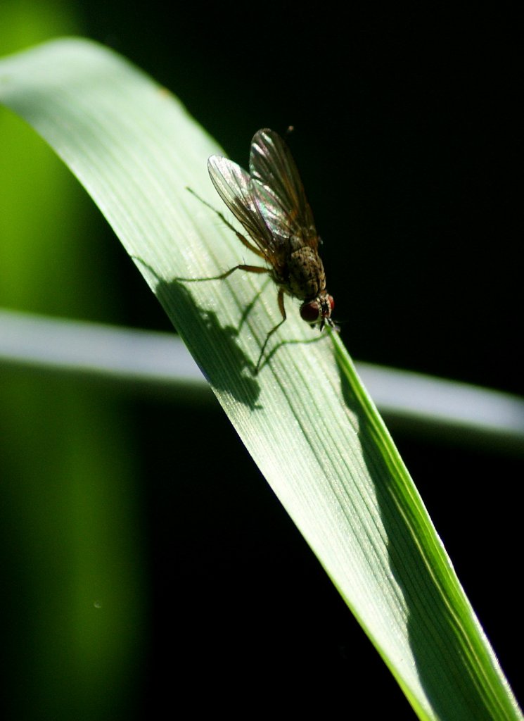 Eine Fliege geniesst die Sonne auf dem Grashalm.
(23.06.2010)