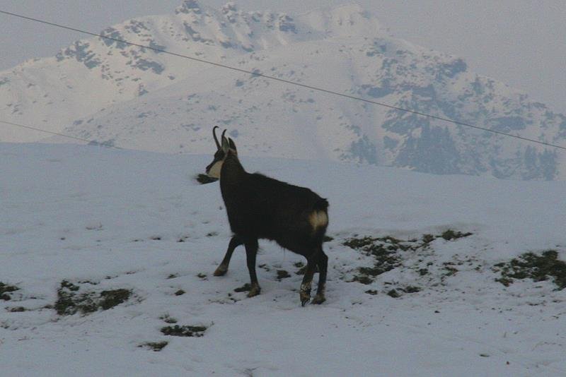 Eine Gams im Sernftal, Kanton GL. Leider hatte ich das falsche Objektiv mit; 11.01.2010