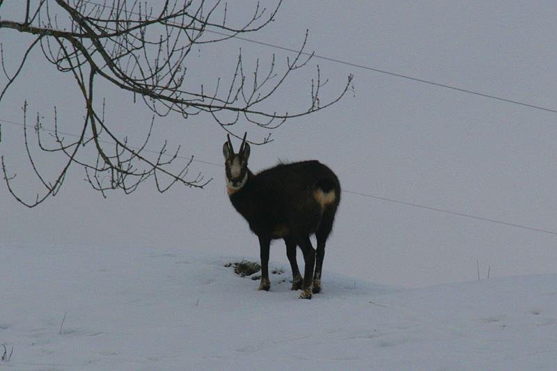 Eine Gams im Sernftal, Kanton GL; 11.01.2010