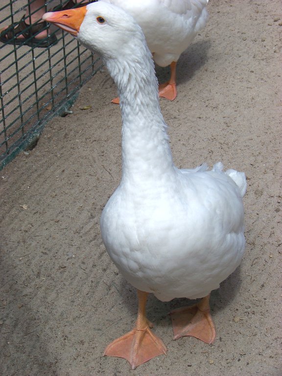 Eine Gans (31.07.10) Ich wei leider nicht wie die Gnseart heit.