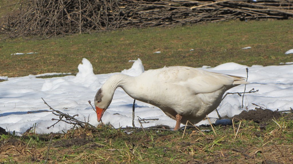 Eine Gans auf Futtersuche.(3.3.2013)