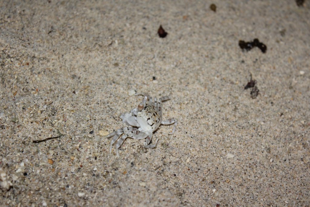 Eine der Geisterkrabben am Strand auf Mauritius. 04.01.2011