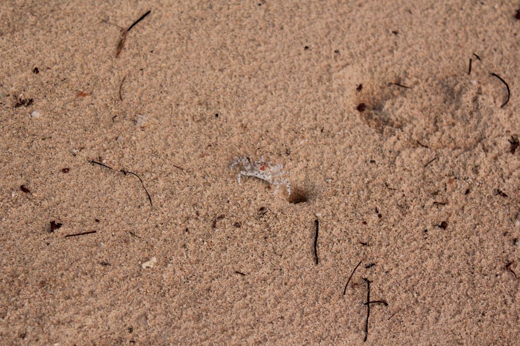 Eine der Geisterkrabben auf Mauritius. 04.01.2011