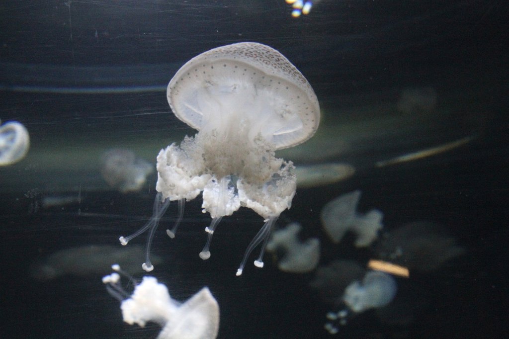 Eine Gepunktete Wurzelmundqualle (Phyllorhiza punctata) schwebt durchs Wasser. Zooaquarium Berlin am 12.3.2010.