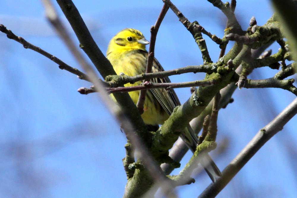 Eine Goldammer in unserem Apfelbaum; 15.03.2013