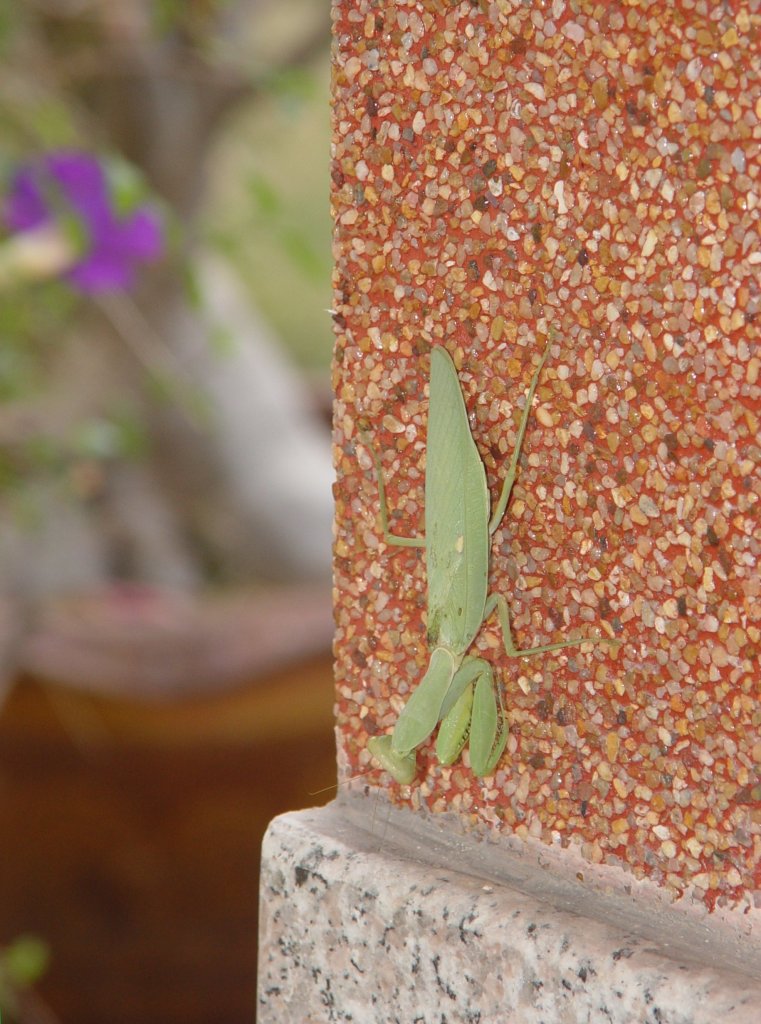 Eine Gottesanbeterin (Grne Schildmantis) ruht sich an meinem Haus hier in Thailand am 17.02.2011 aus