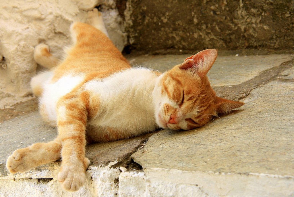 Eine griechische Katze liegt auf einer Treppenstuffe bei Sommerwetter am 30.7.2012.