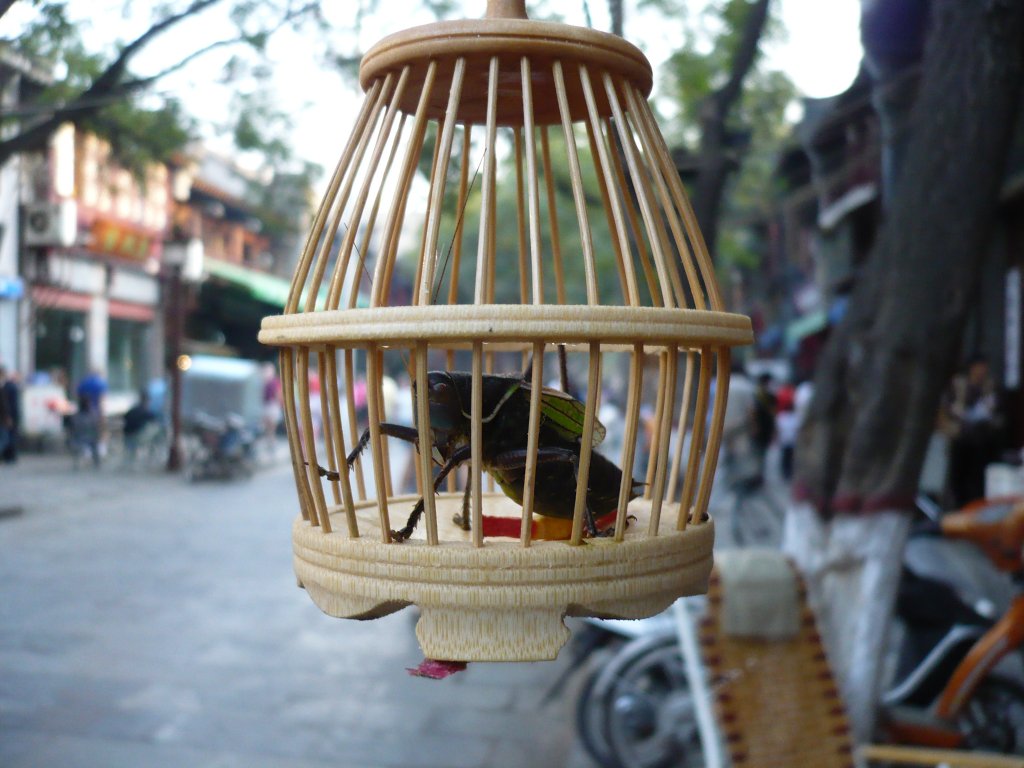 Eine Grille im Kfig. Auf einem Markt in Xi'an (China) waren viele davon zu sehen - nicht unbedingt fr den Verkauf, sondern wegen der Gerusche. Nicht alle Kfig-Grillen lebten noch :-) Oftmals werden auch singende Vgel an ffentlichen Pltzen in Kfigen gehalten. 2007