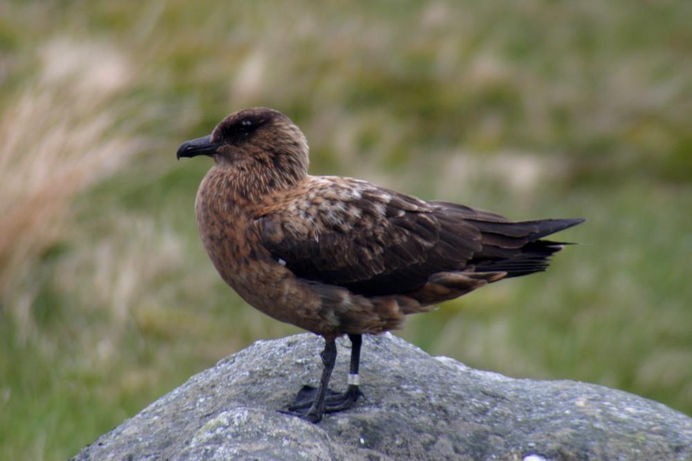 Eine Groe Raubmwe auf der Insel Runde in Westnorwegen; 10.06.2005