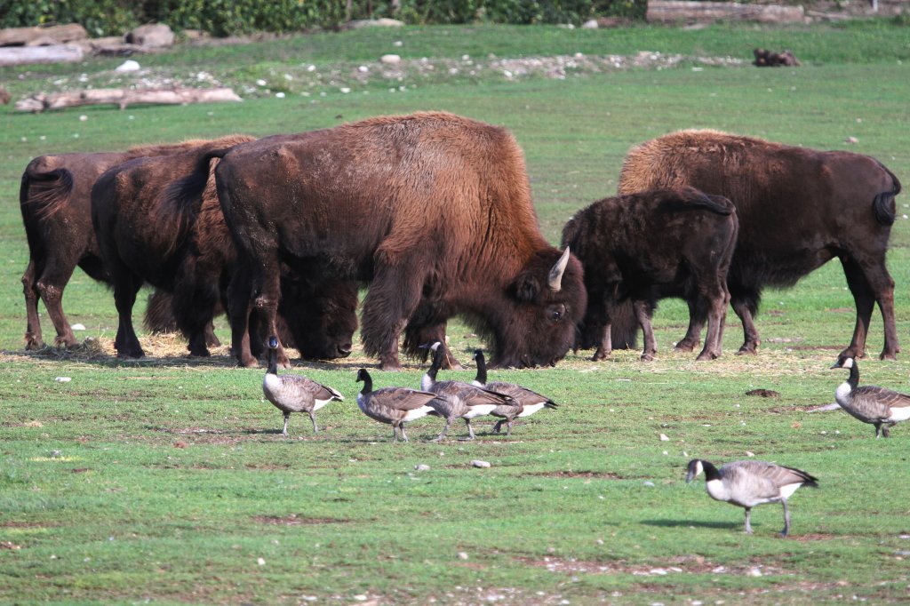 EIne Gruppe Amerikanischer Waldbisons (Bison bison athabascae) am 13.9.2010 im Toronto Zoo.
