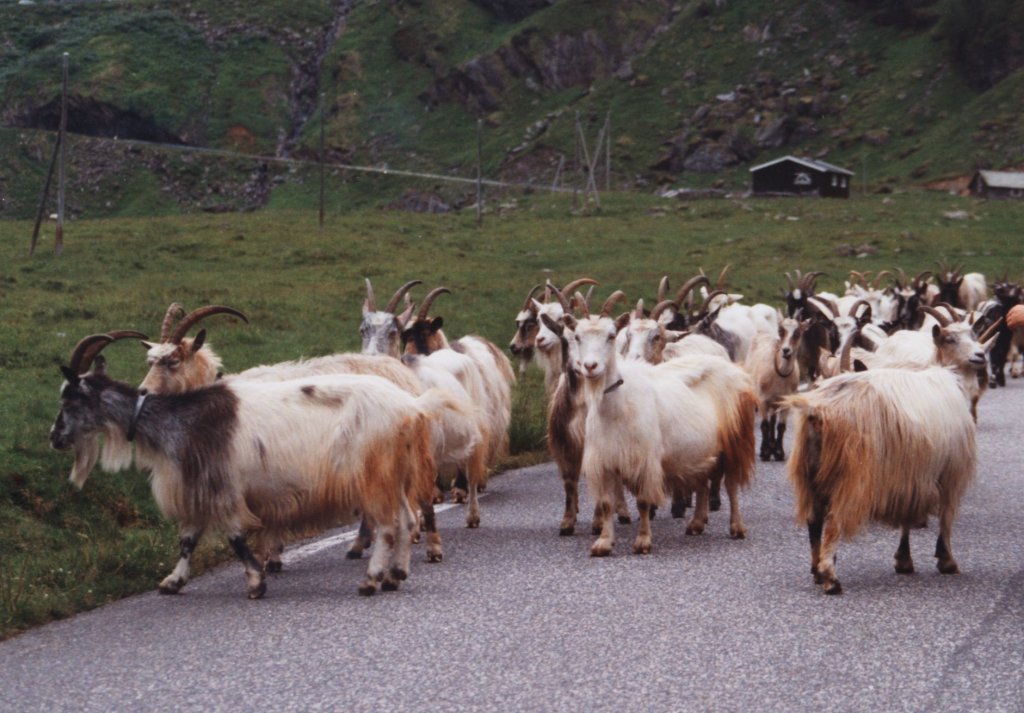 Eine Gruppe aufdringlicher Ziegen, die die Strasse fr sich in Anpruch nehmen. Westnorwegen am 23.7.1994.
