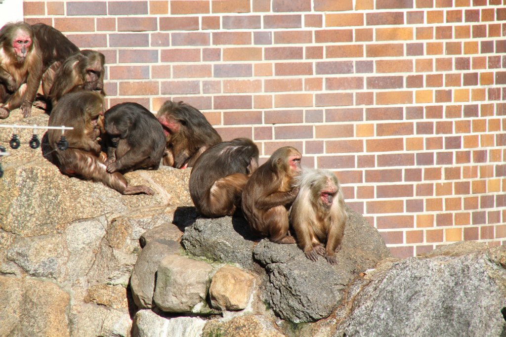 Eine Gruppe Brenmakaken (Macaca arctoides) genieen die wrmende Sonne.
Zoologischer Garten Berlin am 25.2.2010.
