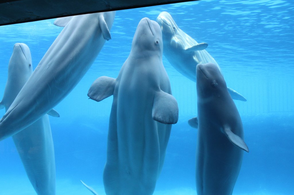 Eine Gruppe Belugas (Delphinapterus leucas) schaut neugierig was oberhalb des Wassers los ist. 3.10.2010 im Marineland in Niagara Falls,ON.