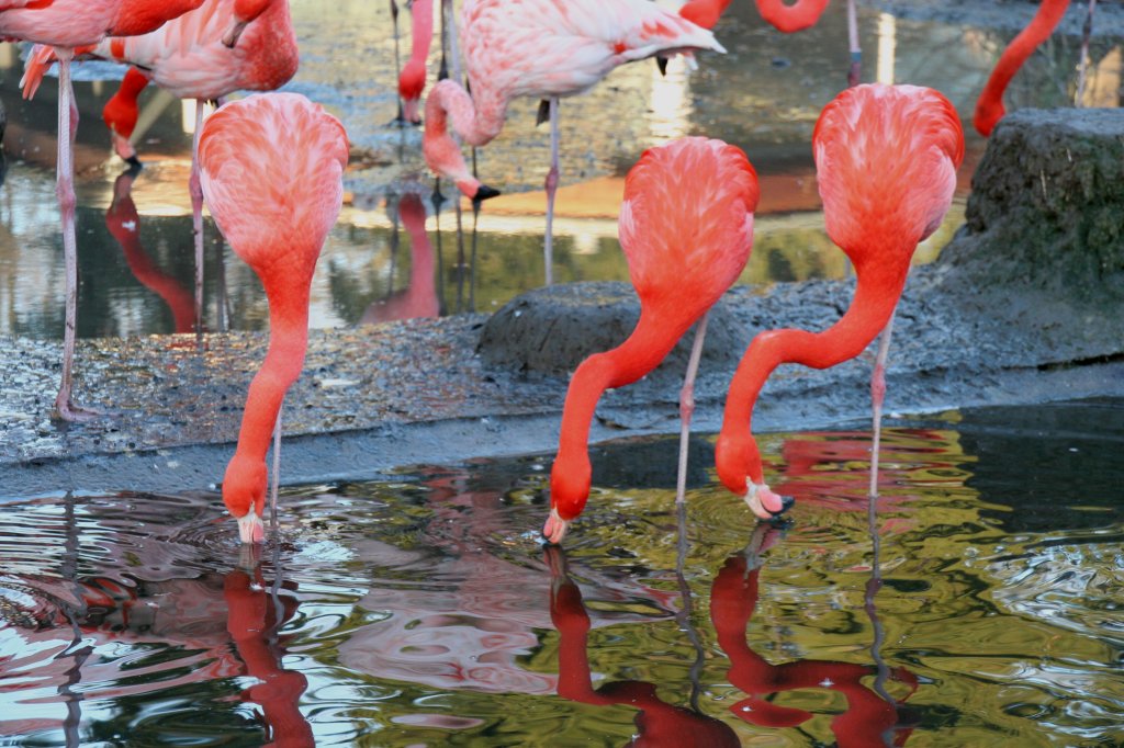 Eine Gruppe von Cuba-Flamingos (Phoenicopterus ruber ruber), eine kleine Unterart des Rosa-Flamingos beim Filtern von Nahrung aus dem Wasser. Zoo Dresden am 7.12.2009.