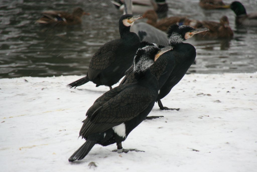 Eine Gruppe Eurasische ( Irokesen ) Kormorane (Phalacrocorax carbo sinensis) am 9.1.2010 im Tierpark Berlin.