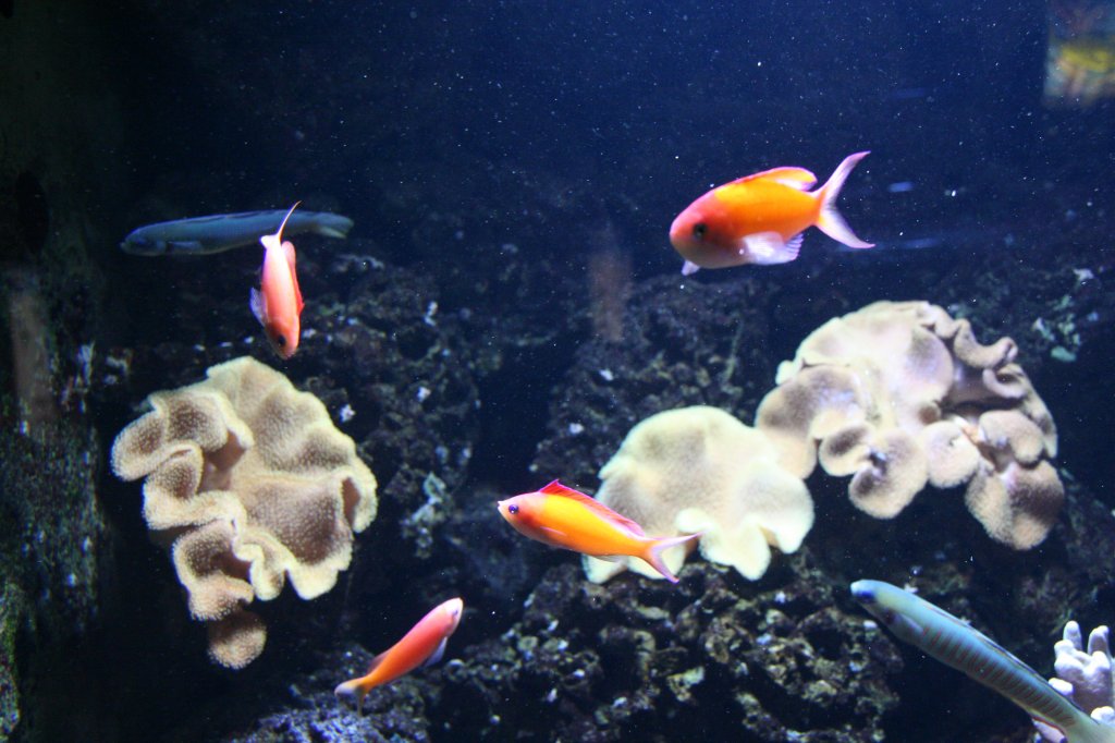 Eine Gruppe von Fischen bestehend aus Sichelfahnenbarschen (Pseudanthias dispar), und 2 Zebra-Torpedogrundeln (Ptereleotris zebra) zwichen Gelben Pilzlederkorallen (Sarcophyton elegans)am 12.12.2009 im Aquarium des Berliner Zoos.