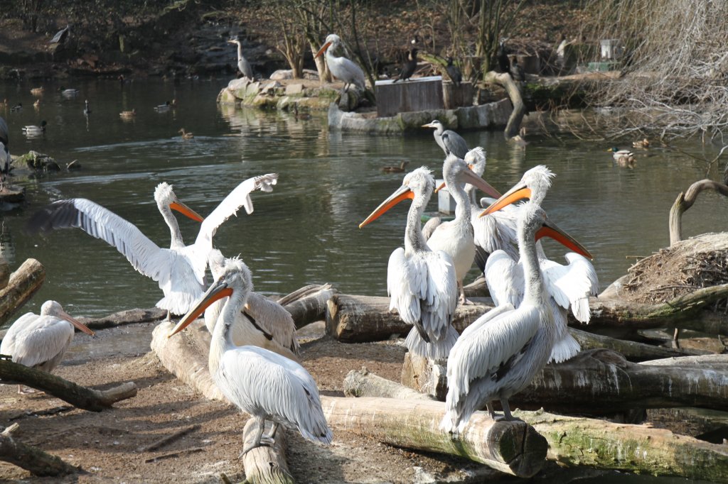 Eine Gruppe Krauskopfpelikane (Pelecanus crispus) beim Sonnen. Zoo Berlin am 11.3.2010.