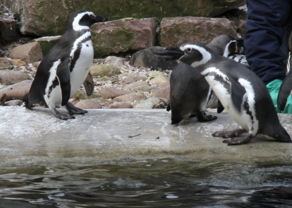 Eine Gruppe von Magellan-Pinguinen (Spheniscus magellanicus) beim Fressen. Zoo Karlsruhe am 9.2.2010.
