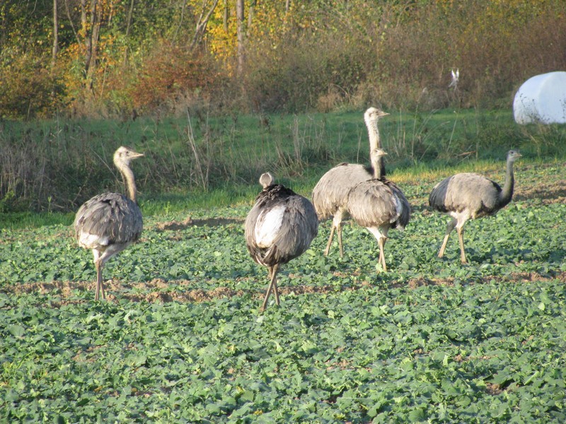 Eine Gruppe von Nanbu´s, auf genommen an der Strae [K 5] von Schattin nach Utecht am 12.11.2011