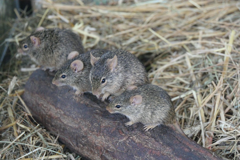 Eine Gruppe von Neumanns Grasratten (Arvicanthis neumanni) am 13.12.2009 im Tierpark Berlin.