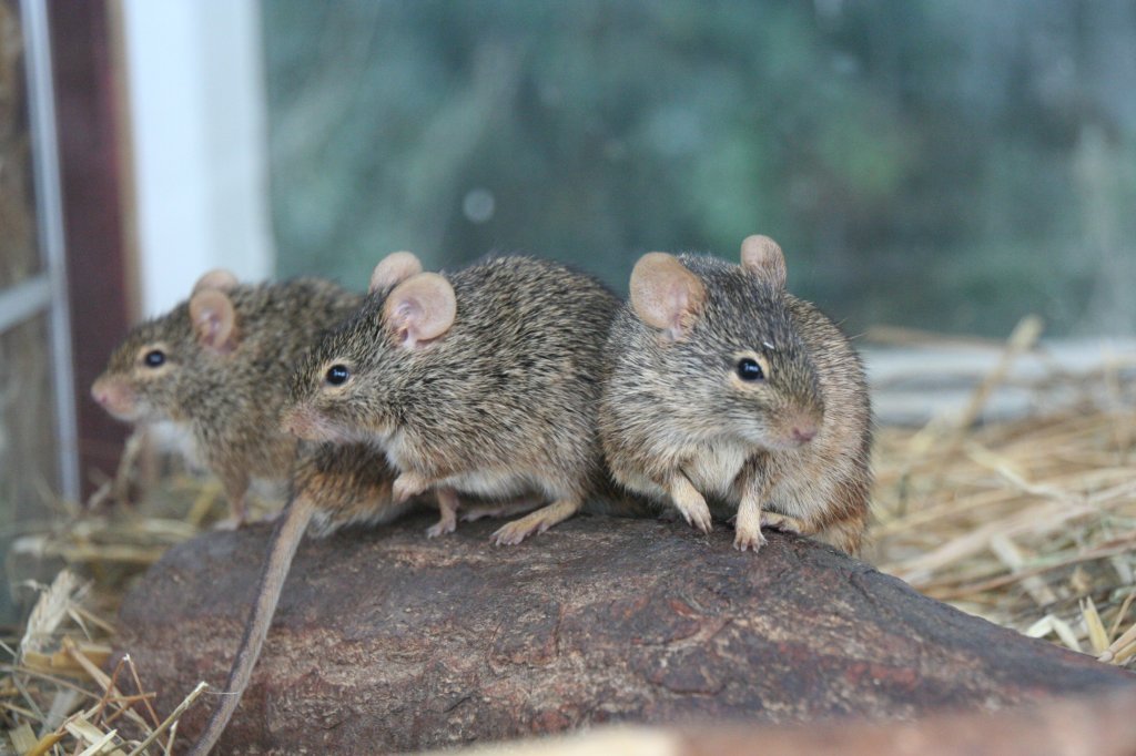 Eine Gruppe von Neumanns Grasratten (Arvicanthis neumanni) macht es sich auf einem Stamm bequem. Tierpark Berlin am 13.12.2009.