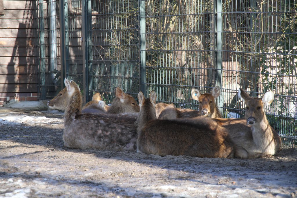 Eine Gruppe von Nordindischen Barasingha (Cervus duvaucelii duvaucelii) ruhen sich am 25.2.2010 im Zoo Berlin aus.