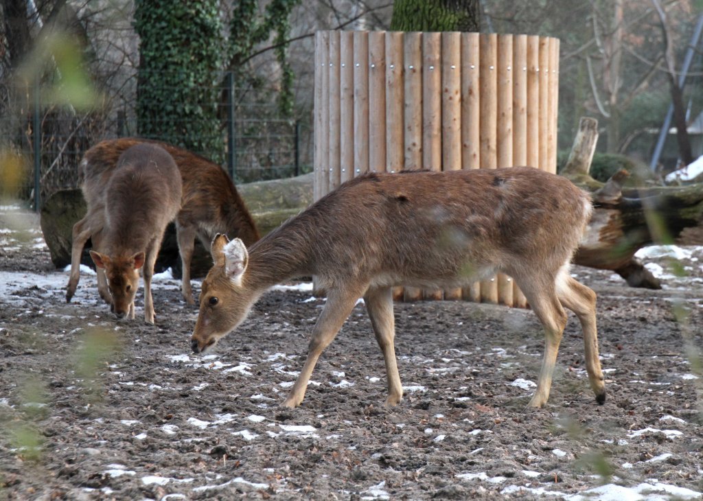 Eine Gruppe Nordindischer Barasinghas oder auch Zackenhirsche genannt (Rucervus duvaucelii duvaucelii) am 25.2.2010 im Zoo Berlin.
 
