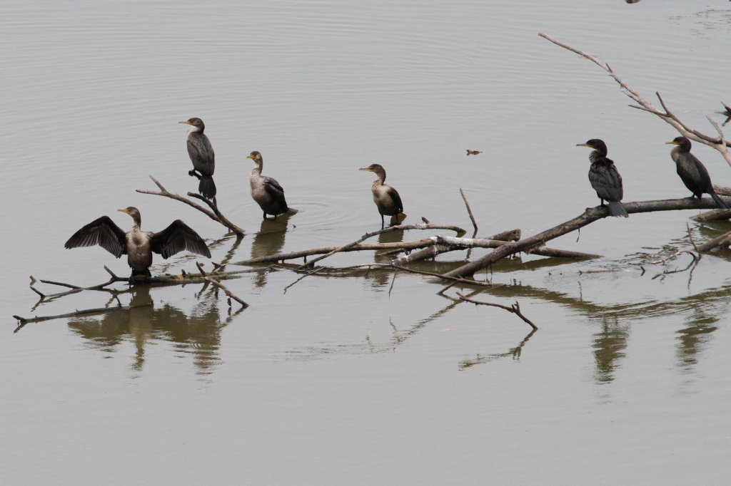 Eine Gruppe Ohrenscharben (Phalacrocorax auritus) am 2.10.2010 auf dem Gebiet des Royal Botanical Gardens in Burlington,Ont.