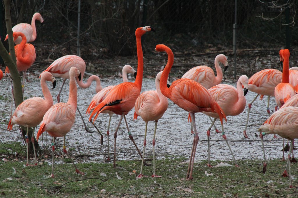 Eine Gruppe von Roten- oder auch Kuba-Flamingos Phoenicopterus ruber) und die etwas kleineren Chileflamingos (Phoenicopterus chilensis) am 9.2.2010 im Zoo Karlsruhe.