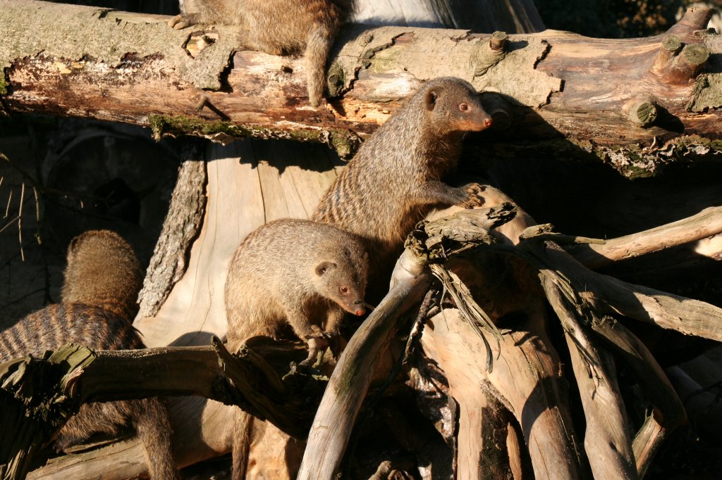 Eine Gruppe Zebramangusten am 7.12.2009 beim Klettern im Zoo Dresden. 
