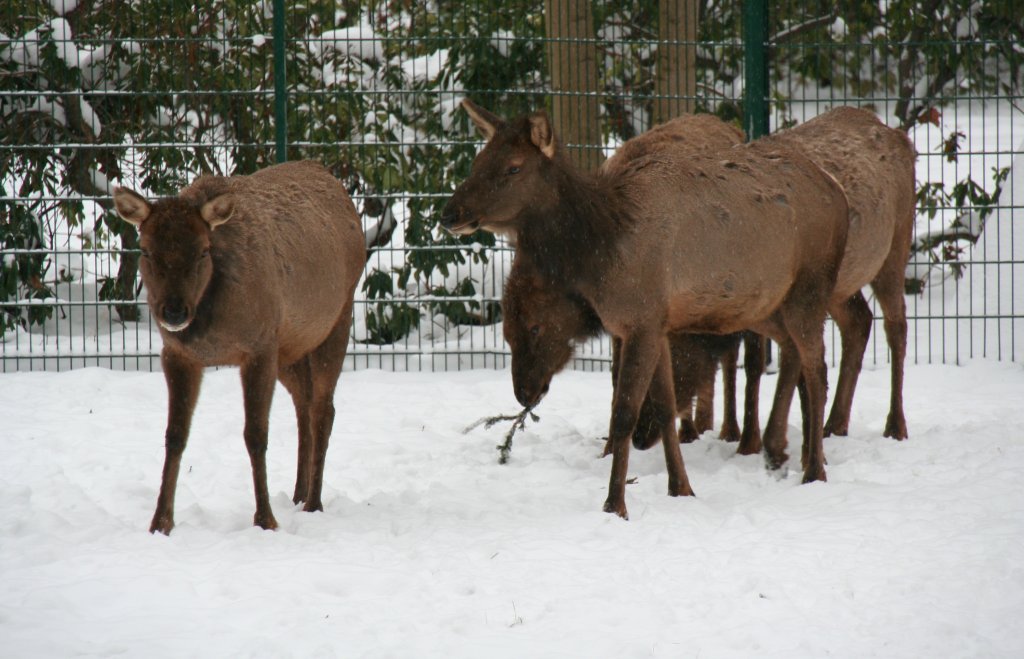 Eine Gruppe Zwergwapitis (Cervus elaphus bactrianus) am 9.1.2010 im Tierpark Berlin.