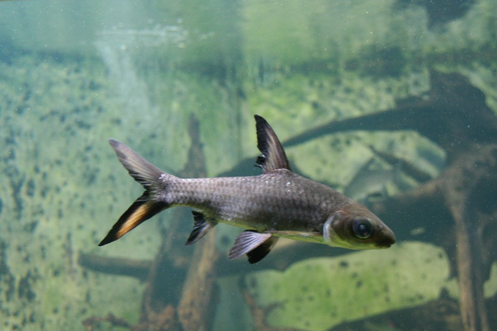 Eine Haibarbe (Balantiocheilos melanopterus) am 12.12.2009 im Zoo-Aquarium Berlin.